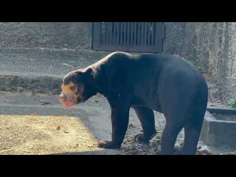 マーチンくん そろそろお昼のゴハンは終わりカナ☺️？マレーグマ　のんほいパークにて　2026年4月3日 サムネイル