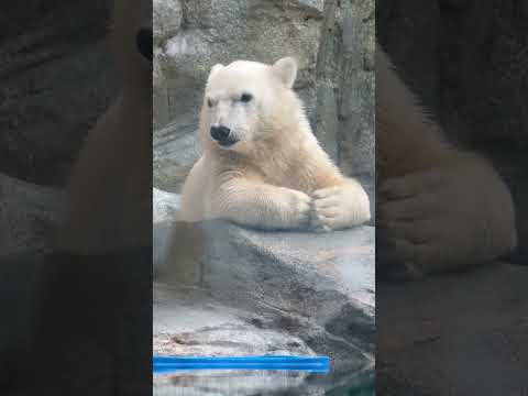 shorts モモ太くん 雨が気になる？　  ホッキョクグマの仔　男鹿水族館GAOにて　2026年6月26日