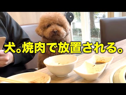 焼肉屋に連れて来られた犬、飼い主に放置される。【トイプードル】