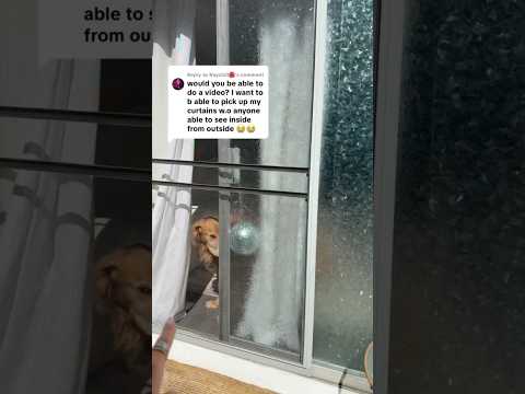 dog-tor coby to rescue🛟goldenpup puppy goldenpupppy dogbree… サムネイル