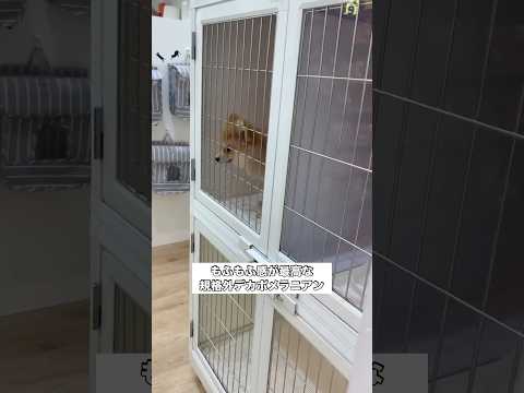 規格外デカポメラニアン ポメラニアン ポメ デカポメ shorts サムネイル