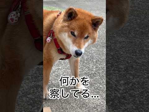 ’26.3.25 力丸は察してた… 柴犬 shibainu 柴犬のいる暮らし 柴犬の日常 雨の日 車中泊犬 眠る犬 力丸 サムネイル