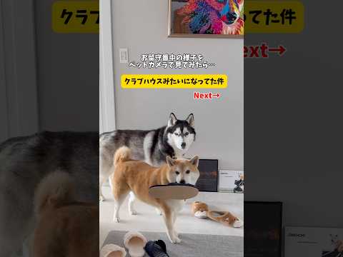 留守番中ペットカメラに映る姿がクラブハウスみたいだった件…柴犬シベリアンハスキーshorts サムネイル