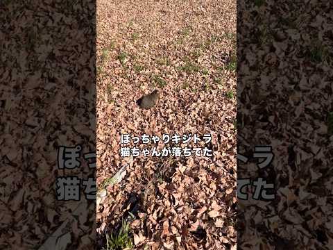 落ち葉で埋め尽くされた地面に佇むキジトラ猫を発見 #キジトラ #野良猫 #地域猫 #キジトラ猫 #shorts サムネイル