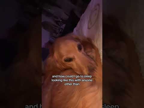 coming home to my golden retriever🥵goldenretreivers dog pup… サムネイル