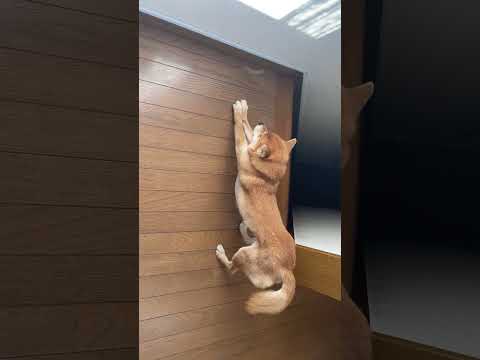 スパイダーマン？壁によじ登ろうとする柴犬小夏　　　　　　のように見えません？ サムネイル