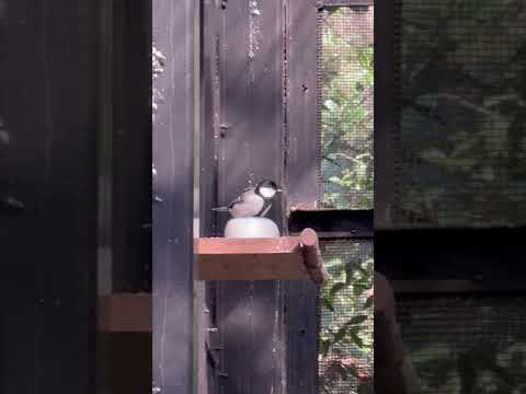 shorts イソヒヨドリとシジュウカラ　のんほいパークにて　2026年1月23日 サムネイル