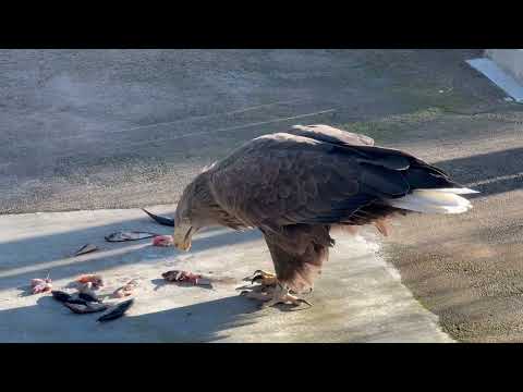 足で押さえて骨や頭などを残す様子　オジロワシ　浜松市動物園にて　2026年2月15日 サムネイル