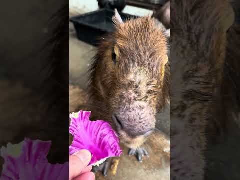 キャベツの芯を嫌うのはカピバラも？？shorts 動物 カピバラ サムネイル