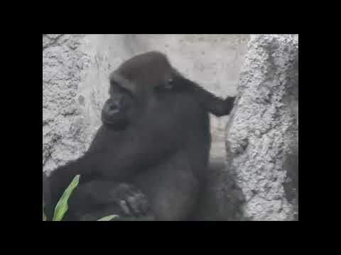 gorilla Tayari 10y8m old mom & son Jabali 11m old. shorts.… サムネイル