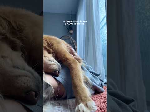 coming home to my golden retriever🥵goldenretreivers dog pup… サムネイル