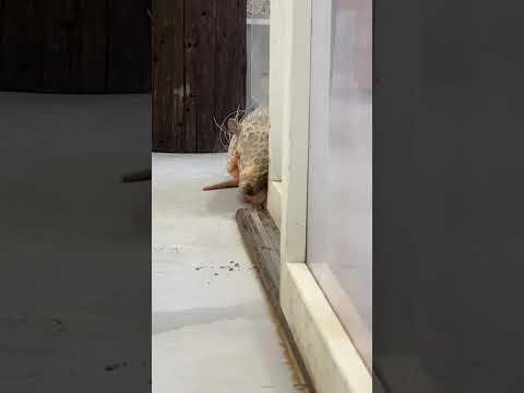 名探偵むっちゃん・・・！？shorts 探偵 アルマジロ サムネイル