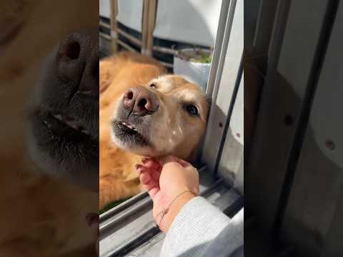 Transparent Lingerie See through Styles Shein 2025 Bikini T… サムネイル