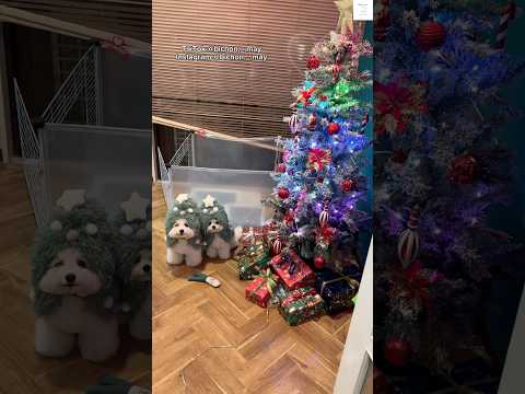 愛犬と迎えるクリスマス🎄　@m_a_y0509  #ビションフリーゼ #犬　#かわいい #犬のいる暮らし #クリスマス サムネイル