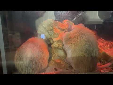 カイロトゲマウスファミリー　上野動物園にて　2026年2月6日 サムネイル