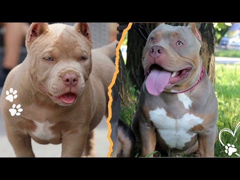 Pitbull Coat Colors Ranked — The Rare and the Stunning サムネイル