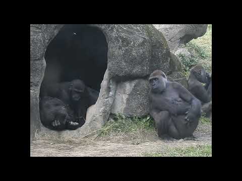 gorilla Iriki mom 15y old & son Ringo 4y7m old.shorts.I午睡抱R… サムネイル