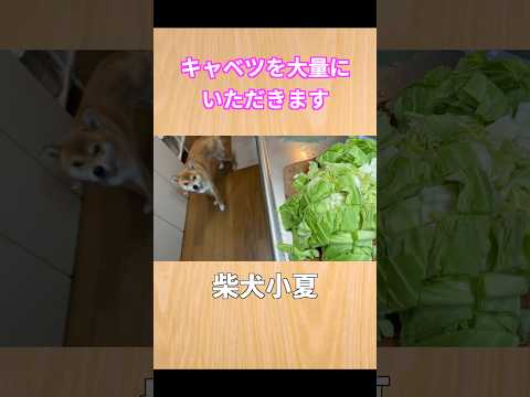 キャベツを大量に頂きます 柴犬 shibainu 癒し サムネイル