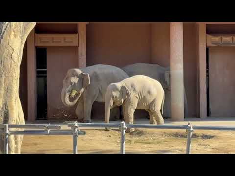 ゾウファミリー　東山動植物園　2025年12月12日 サムネイル
