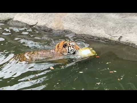 駆けるサーシャちゃん😊　アムールトラ　浜松市動物園にて　2026年4月5日 サムネイル