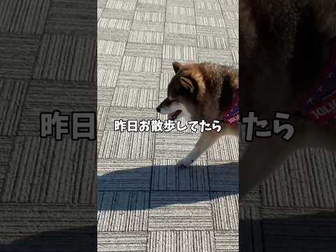 散歩中の嬉しいひと言に歓喜する柴犬🐻 サムネイル
