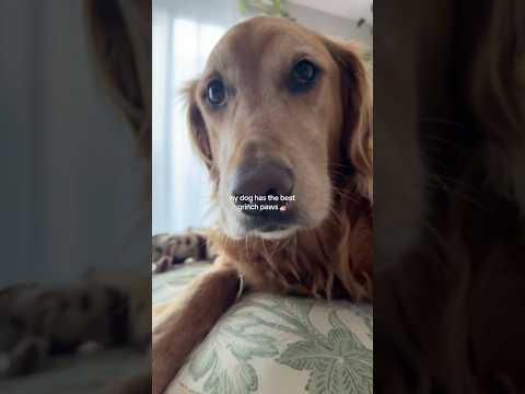 coming home to my golden retriever🥵 goldenretreiver dog ind… サムネイル