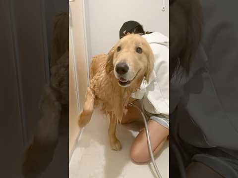 泥水出てきて草( ᐛ )‪𐤔 大型犬 ゴールデンレトリバー サムネイル