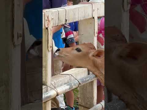 shorts クッコロくんにミルクをあげよう♪ 乳牛コーナー　埼玉県こども動物自然公園にて　2026年5月31日 サムネイル