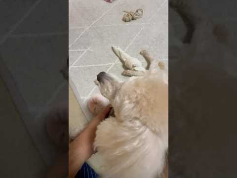 shorts 僕はタロー　トイプードル　2026年1月15日 サムネイル