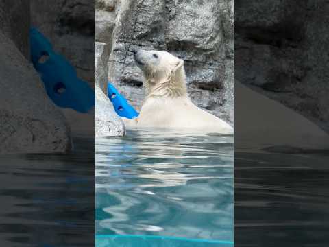 shorts 青いコーンとモモ太くん ホッキョクグマの仔 男鹿水族館GAOにて 2026年6月26日