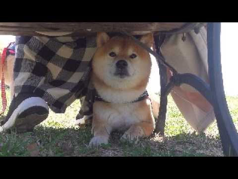 楽しい花見のはずが、柴犬の様子がおかしい。。 サムネイル