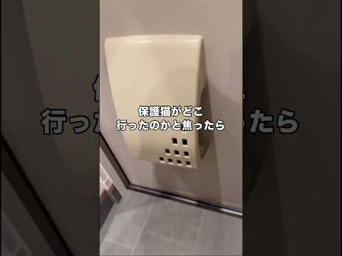 まだ人間が怖くて隠れちゃう保護猫たち。里親さんが見つかりますように。 保護猫 地域猫 猫 shorts サムネイル