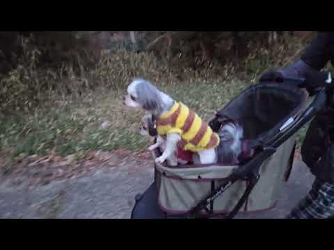 母親ビスと息子のシェア、娘のイロハでゆっくりお散歩。 サムネイル