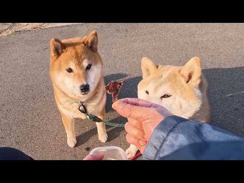 ということは散歩係の足を止めればオヤツが貰える！と因果逆転の発想で攻めこんでくる策士のみなさん サムネイル