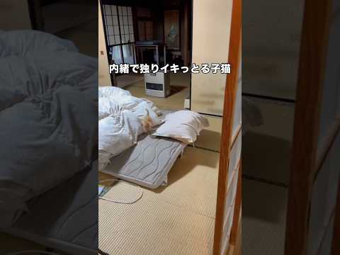 保護猫がどこに行ったのかと探したら独りでイキってた。これはさぶい。 保護猫 子猫 猫 shorts サムネイル
