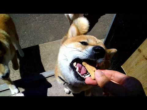2026年5月24日(日) 戸を開けた途端に飛び込んでくる地獄の番犬