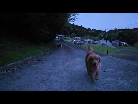 曇り空でもゆっくり散歩　ゴールデンレトリバー歩いて事務所へ車の引き取り サムネイル