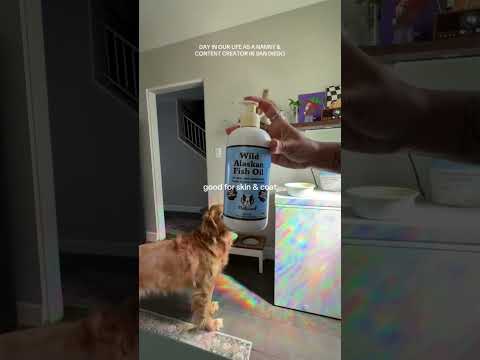 coming home to my golden retriever🥵goldenretreivers dog pup… サムネイル