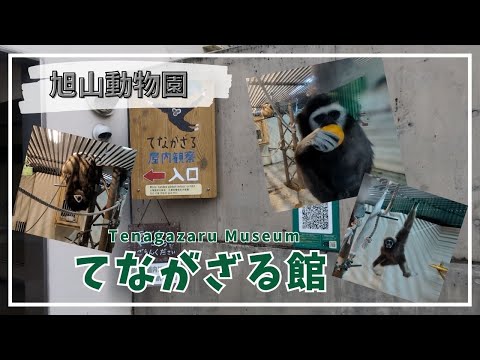 【旭山動物園】てながざる館🐒🐵［Asahiyama Zoo］Tenagazaru Museum サムネイル