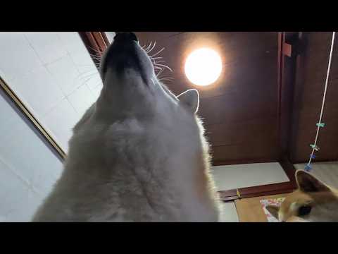 逆光に勝つる そびえ立つ丸さ サムネイル