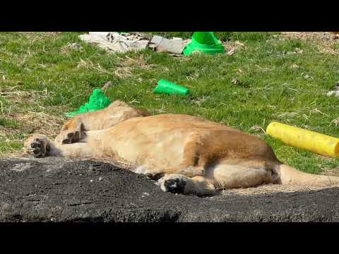 ポカポカでお昼寝　ライオン　浜松市動物園にて　2026年2月15日 サムネイル