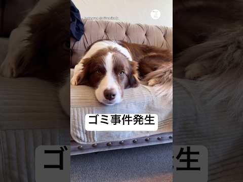 帰宅後にゴミ荒らし発覚　問い詰められた犬の反応がこちら　ボーダーコリー 犬　かわいい　犬のいる暮らし 面白い サムネイル