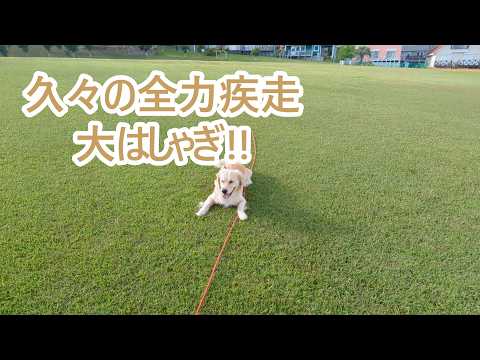 久しぶりの全力疾走で大はしゃぎ。ゴールデンレトリバーティト サムネイル