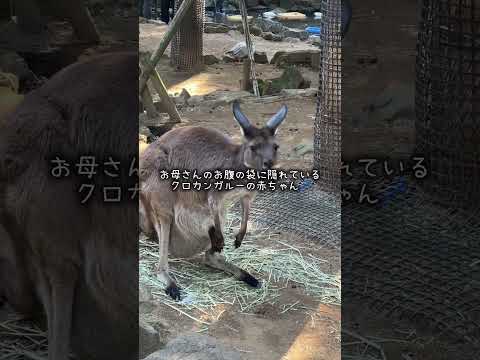クロカンガルーの赤ちゃんが誕生👶 サムネイル