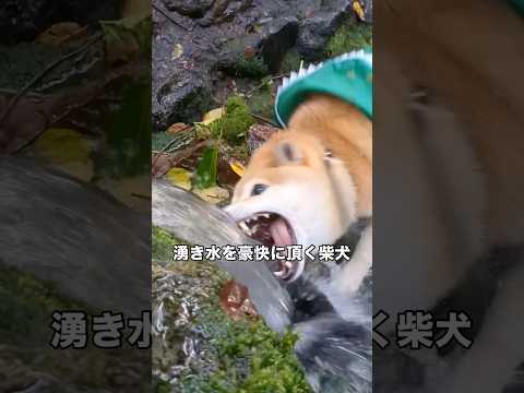 パパのいとこの息子がやって来たから一緒に近くの山の湧き水へ行ってみた 柴犬 日本犬 柴犬のいる暮らし 和犬 サムネイル