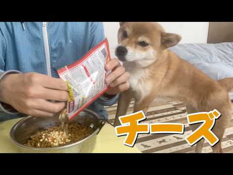 【カリカリASMR】チーズが匂うとせっせと食べる柴犬小夏 サムネイル