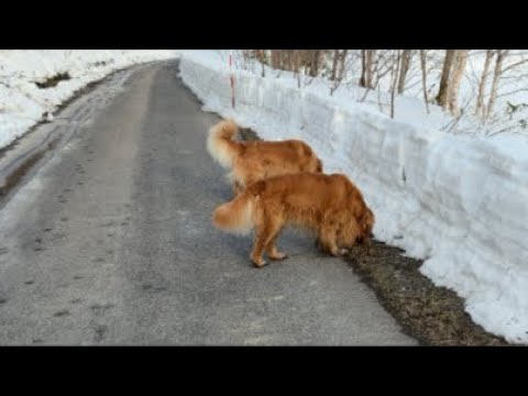 ミントの大冒険 がライブ配信中！ サムネイル