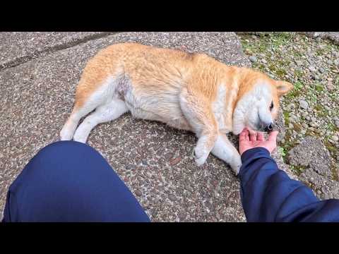 裏庭に落ちてる末っ子ちゃん サムネイル