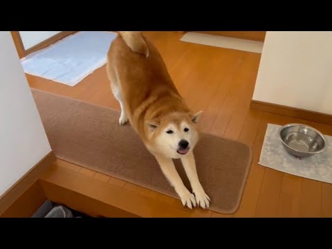 柴犬福 母を出迎える柴犬🤩Mother's boy🤣 サムネイル