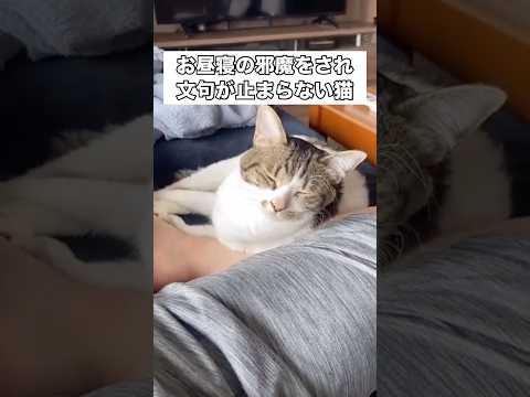 気持ちよく寝てたのに飼い主のくしゃみで起こされずっと文句言ってる保護猫 保護猫 キジ白 野良猫 白猫 サムネイル